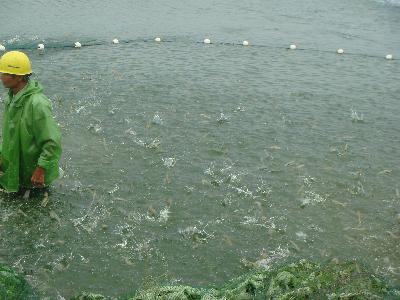 杭州天益水產(chǎn)養(yǎng)殖公司南美白對蝦豐產(chǎn)又豐收