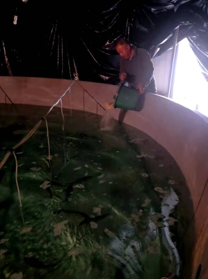 市海洋與漁業研究院啟動大黃魚&ldquo;甬岱1號&rdquo;新品種種苗擴繁工作