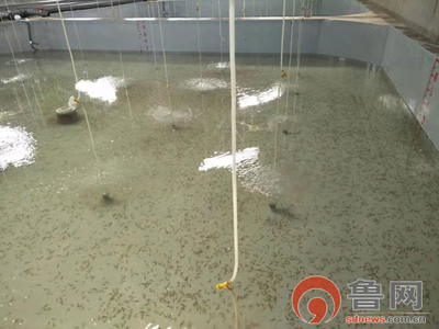 海緣養(yǎng)殖科技:技術(shù)領(lǐng)域樹品牌 &ldquo;南苗北育&rdquo;模式促發(fā)展