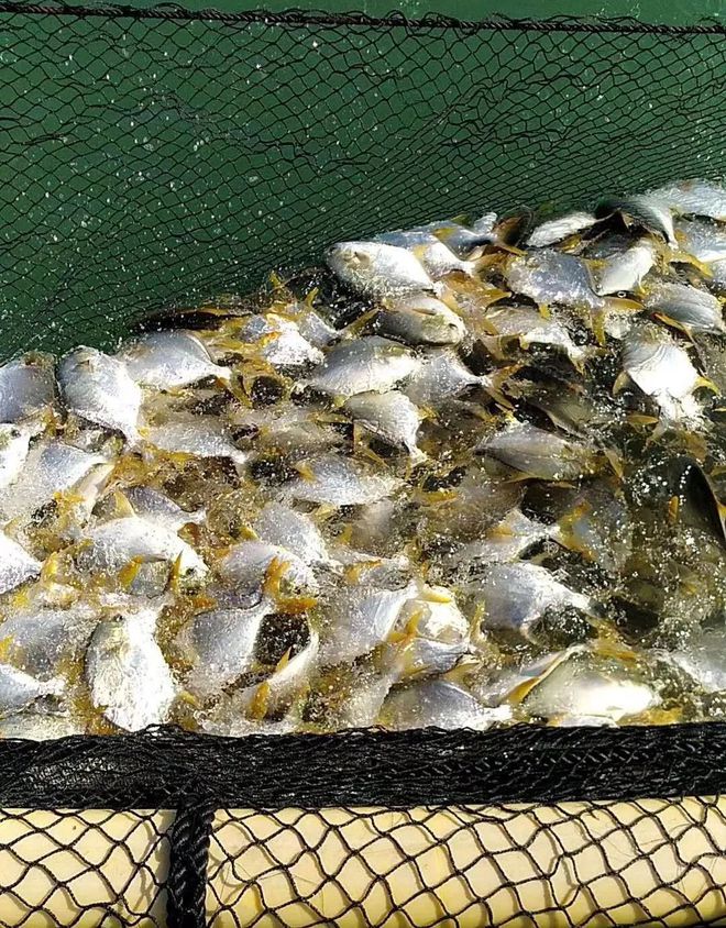 這條海水魚大火!他首創金鯧批量育苗技術,引領規模化養殖時代