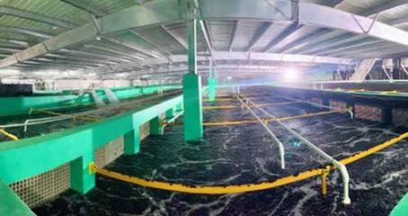 農業(yè)農村部再提水產綠色養(yǎng)殖,海璟水產以技術推動目標實現
