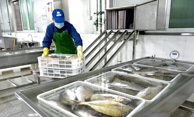 寧德蕉城水產(chǎn)業(yè):滿產(chǎn)趕訂單,出海拓市場