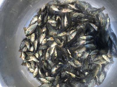 【羅非魚苗,羅非魚苗批發(fā),羅非魚苗價格】價格,廠家,鯧魚