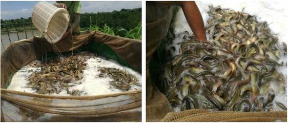 不懼價格低迷,大北農(nóng)神爽泥鰍養(yǎng)戶畝利潤超7000元!