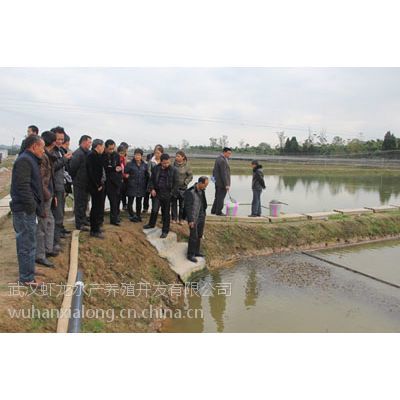 專家來武漢蝦龍水產養殖開發開展龍蝦養殖技術研發工作】價格_ .