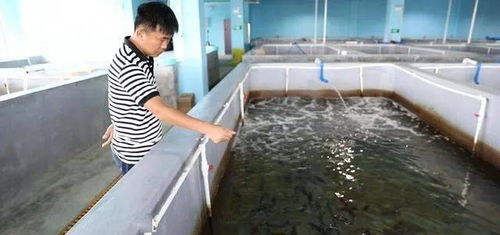 文昌馮家灣再造 蝦苗谷 ,水產(chǎn)養(yǎng)殖邁入綠色發(fā)展時(shí)代