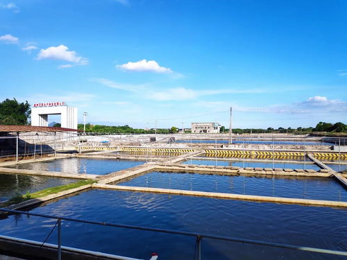 年可育優(yōu)質(zhì)羅非魚苗種達(dá)2億尾 高州市百聯(lián)水產(chǎn)種苗