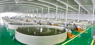 走進濟寧:探秘山東省體量最大的智慧漁業育種車間!