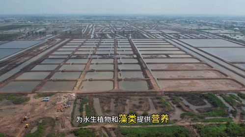 水產(chǎn)養(yǎng)殖中,芽孢桿菌有三大作用 但這4點也需要注意