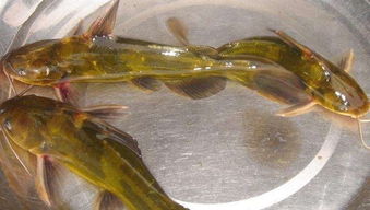 不一樣水產養殖,全雄黃顙魚該如何養殖 池塘成魚養殖技術須知曉