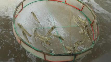 渤海水產(chǎn)自主研發(fā)&ldquo;廣泰一號(hào)&rdquo;種蝦讓對(duì)蝦養(yǎng)殖有了中國(guó)&ldquo;芯&rdquo;