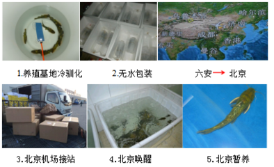 【經典案例】水產品無水活運技術集成應用案例