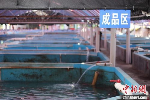 一對(duì)臺(tái)灣父子的新年期待