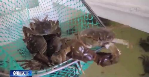 高溫 烤驗 下 水產養殖如何應對