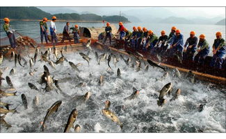 專訪卓振智能蔡成想 增氧機控制器讓水產養殖具有智慧