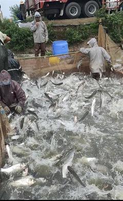 水產品普獲豐收 農業專家:江城淡水魚價將繼續走低