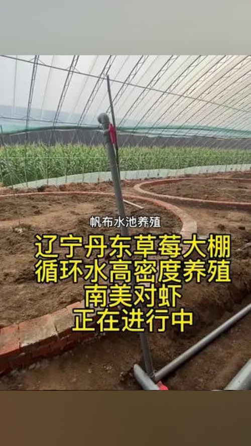 遼寧丹東草莓大棚 循環(huán)水高密度養(yǎng)殖 南美對蝦 正在進行中 南美白對蝦 水產(chǎn)養(yǎng)殖 高密度養(yǎng)殖 水產(chǎn)養(yǎng)殖技術(shù) 對蝦養(yǎng)殖技術(shù)