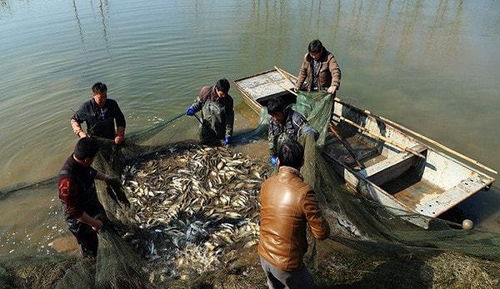 淺談水產養殖技術的應用