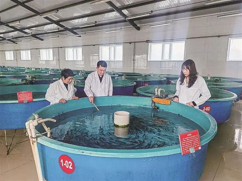 寒地漁歌 塔河縣冷水魚產業的破冰之路鳳凰網黑龍江 鳳凰網
