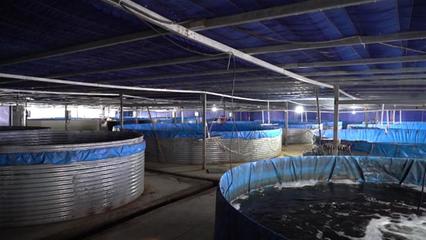 武漢海鮮陸?zhàn)B項(xiàng)目開(kāi)工 年產(chǎn)石斑魚(yú)超50萬(wàn)斤，推動(dòng)水產(chǎn)養(yǎng)殖技術(shù)研發(fā)