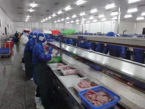 化州全力推動(dòng)羅非魚(yú)產(chǎn)業(yè)由大市轉(zhuǎn)向強(qiáng)市，助力農(nóng)家樂(lè)休閑觀光服務(wù)升級(jí)