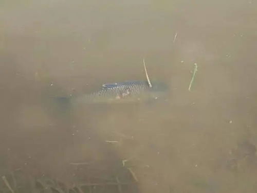 秋冬季節(jié)水產(chǎn)養(yǎng)殖池塘管理與農(nóng)家樂(lè)休閑觀光服務(wù)綜合策略