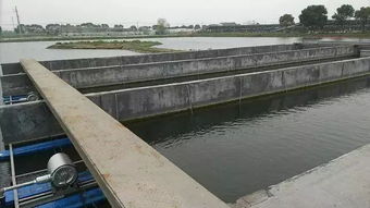 池塘養(yǎng)出會(huì)跑步的魚(yú) 新技術(shù)助農(nóng)增收與環(huán)境共贏