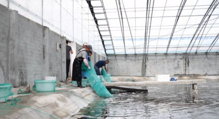 對(duì)蝦畝均產(chǎn)量提升60倍，三門養(yǎng)殖基地靠什么？