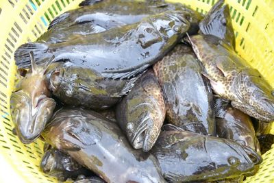 銀海區石斑魚豐收季 金虎、龍膽珍珠組團來“報到”，推動水產養殖技術新發展