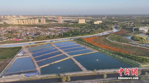 沙漠奇跡 新疆小城荒原變蝦塘，澳龍養殖與休閑觀光并進