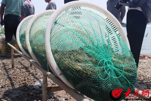 鹽田養蝦富農家 綠色發展繪新篇——濱化長盈水產以科技研發引領鹽田蝦產業可持續發展